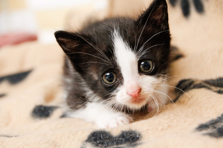 multimedia-foto57804-621-1