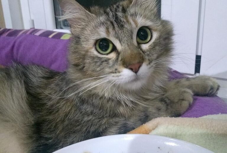 multimedia-foto57825-653-1