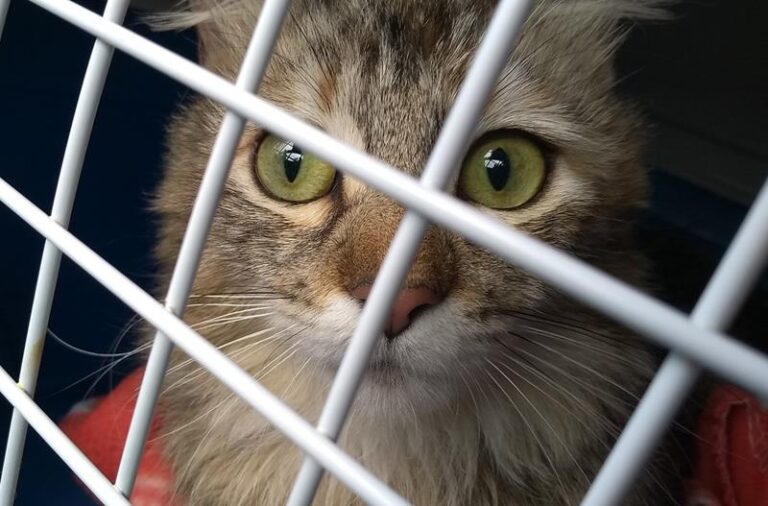 multimedia-foto57829-676-1