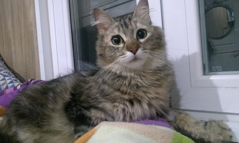 multimedia-foto57830-676-1