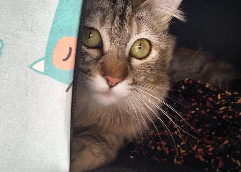 multimedia-foto57833-707-1