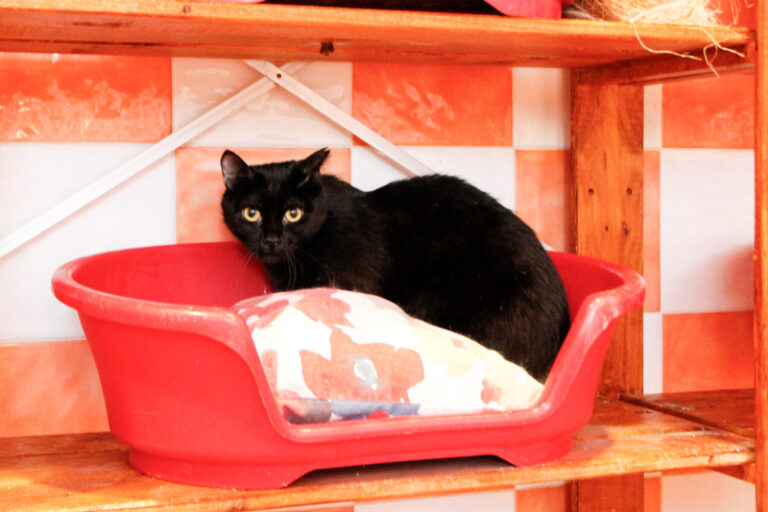 multimedia-foto57837-232-1