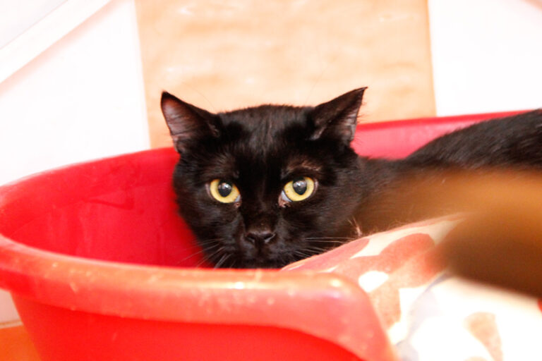 multimedia-foto57838-232-1