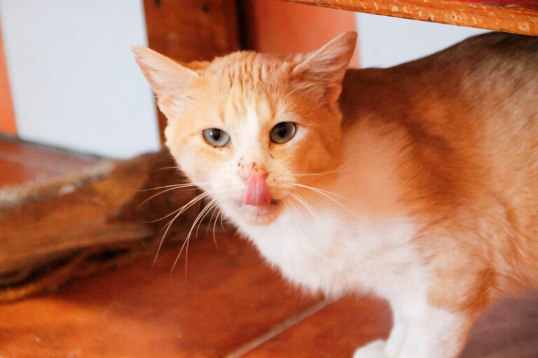 multimedia-foto57848-266-1