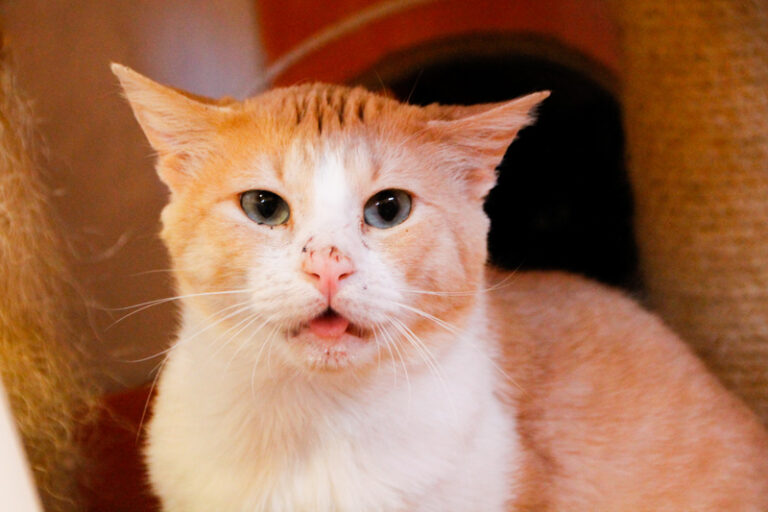 multimedia-foto57849-266-1