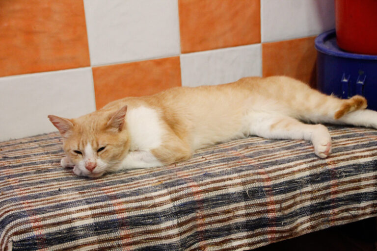 multimedia-foto57851-266-1