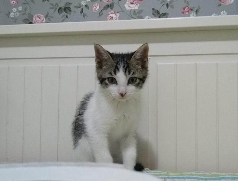 multimedia-foto57869-577-1