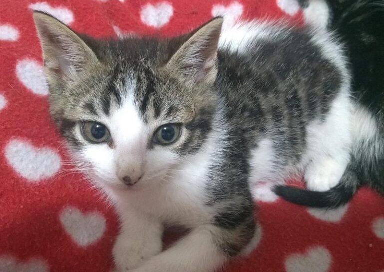 multimedia-foto57871-577-1