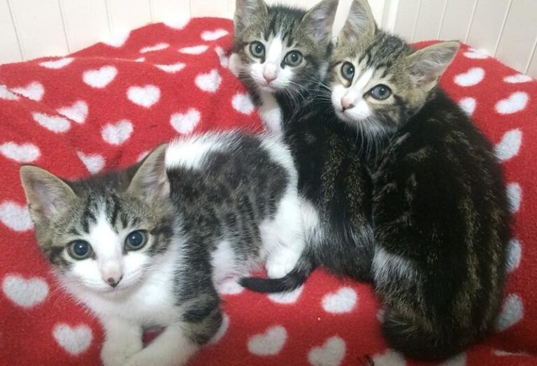 multimedia-foto57874-608-1