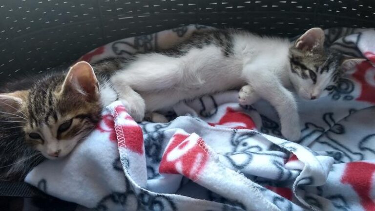 multimedia-foto57875-609-1