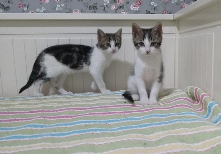 multimedia-foto57877-625-1