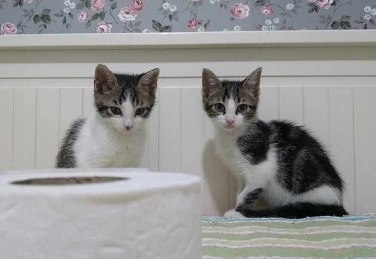 multimedia-foto57878-625-1