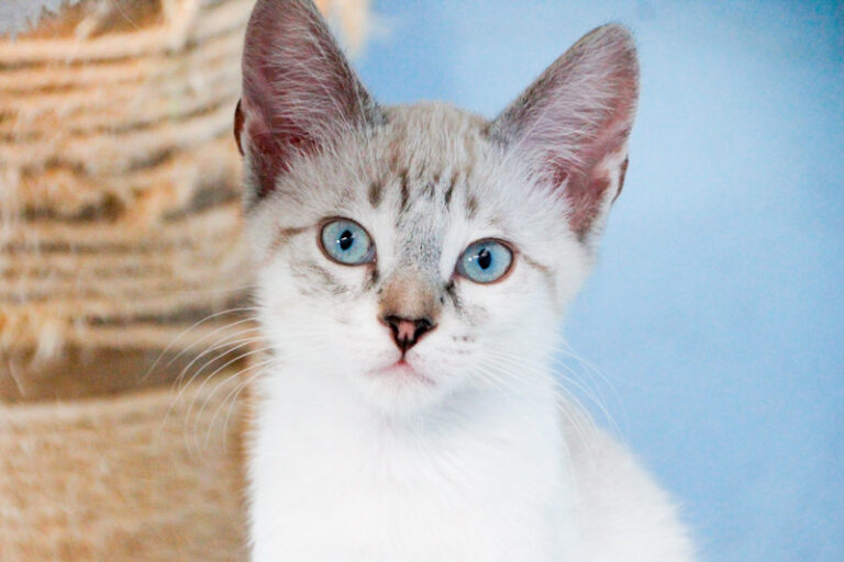 multimedia-foto57879-372-1