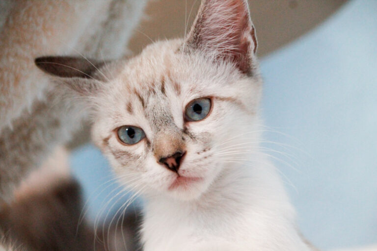 multimedia-foto57880-372-1