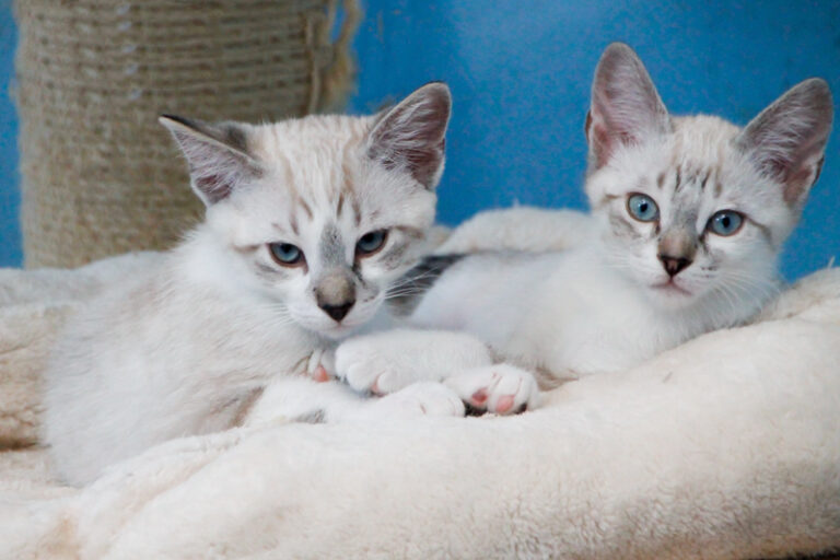 multimedia-foto57881-372-1