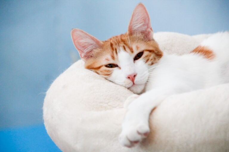 multimedia-foto57893-29-1