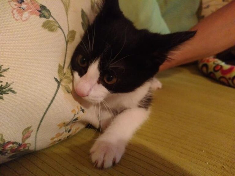 multimedia-foto57908-179-1