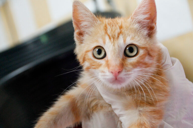 multimedia-foto57938-517-1