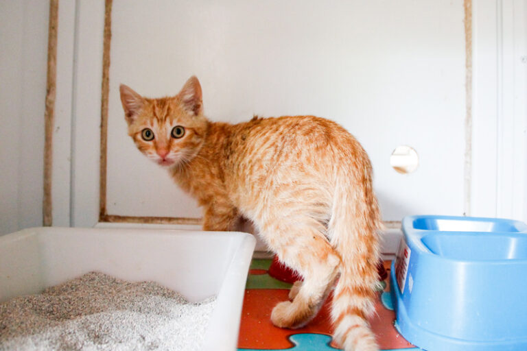 multimedia-foto57939-517-1