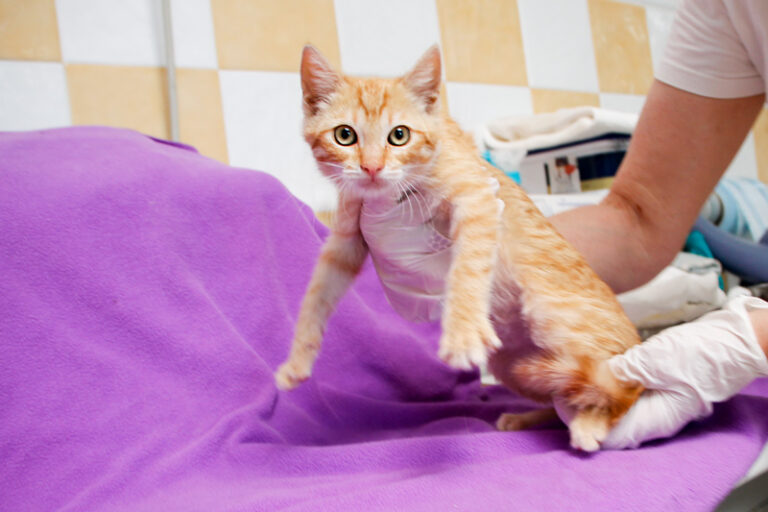 multimedia-foto57940-517-1