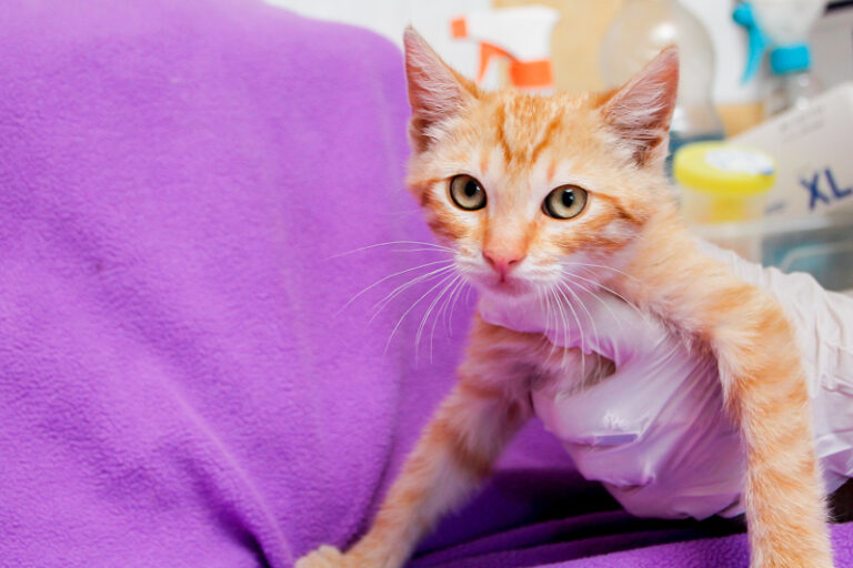 multimedia-foto57941-517-1