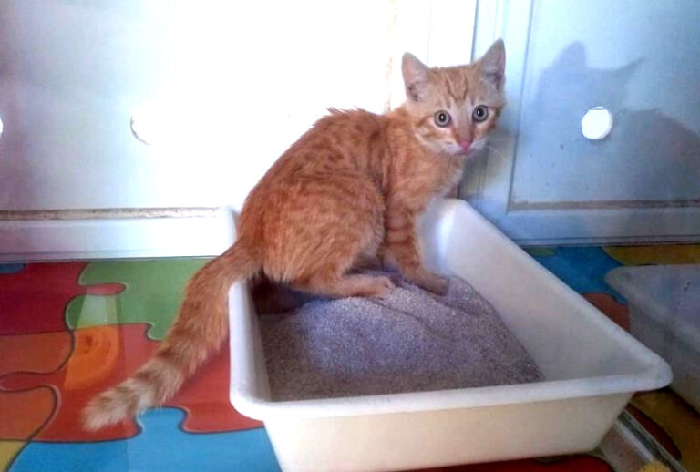 multimedia-foto57943-752-1