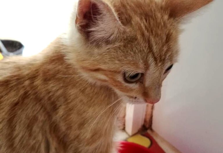 multimedia-foto57944-753-1