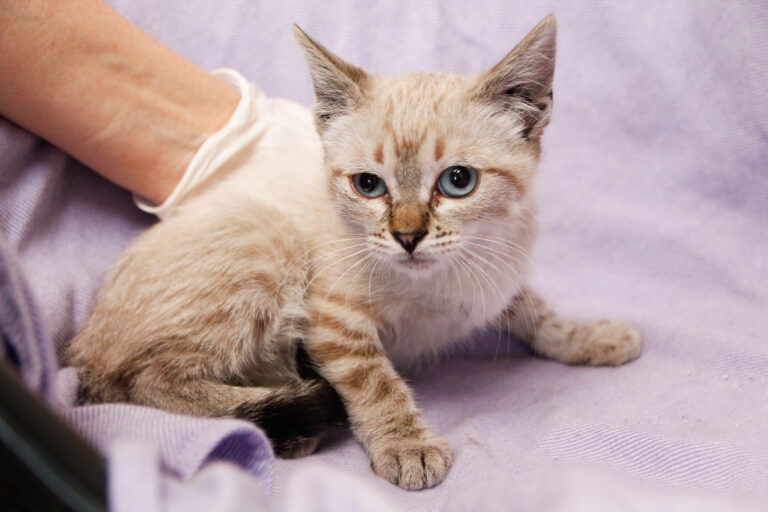 multimedia-foto57946-206-1