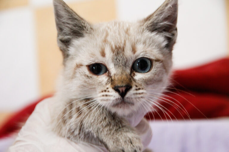 multimedia-foto57947-207-1