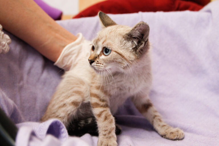 multimedia-foto57948-207-1