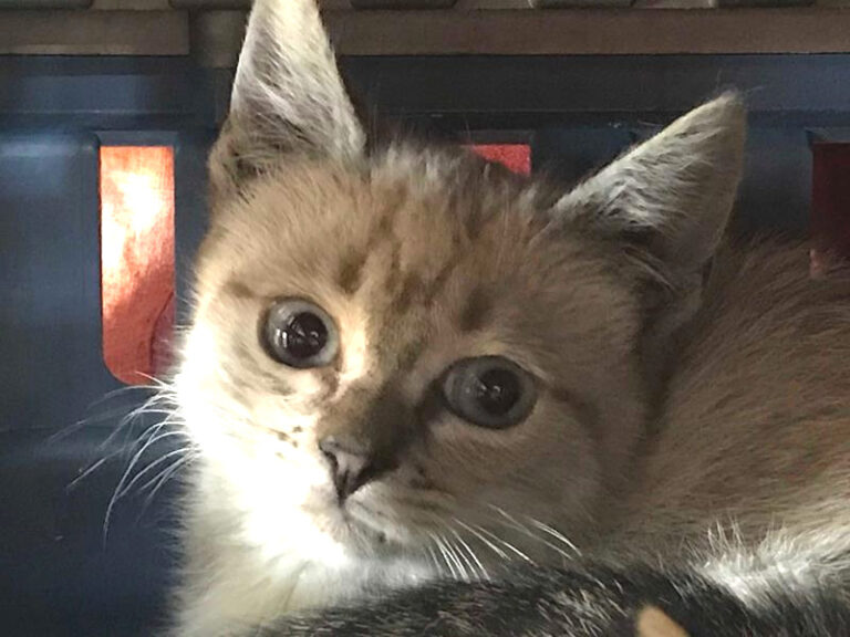 multimedia-foto57950-208-1