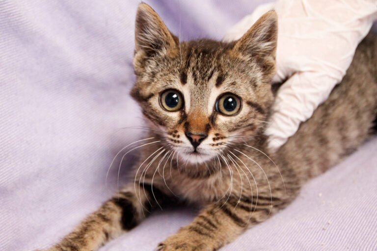 multimedia-foto57957-326-1