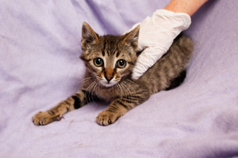 multimedia-foto57958-326-1