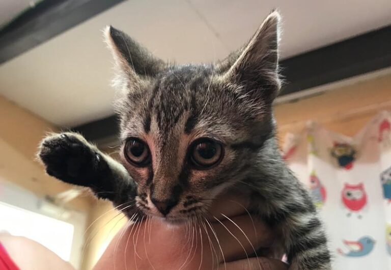 multimedia-foto57959-326-1