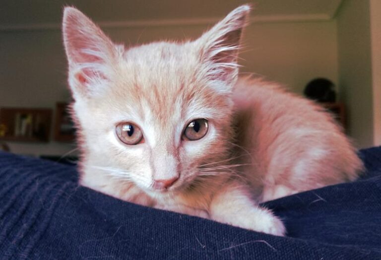 multimedia-foto57975-611-1