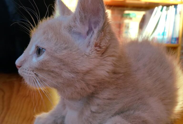 multimedia-foto57976-611-1