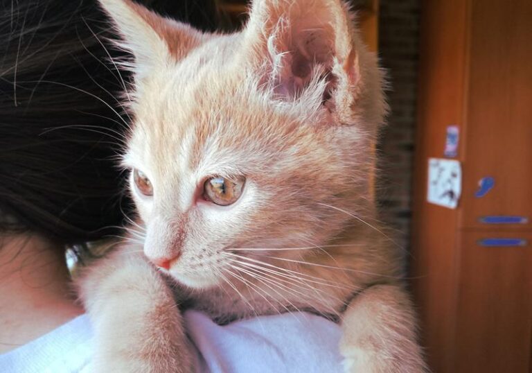 multimedia-foto57977-611-1