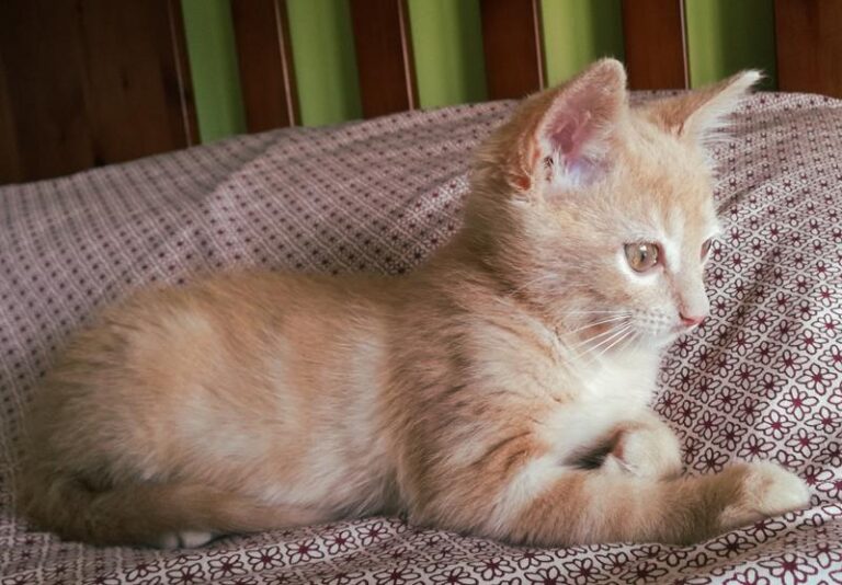 multimedia-foto57980-612-1