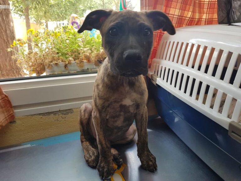 multimedia-foto58001-923-1