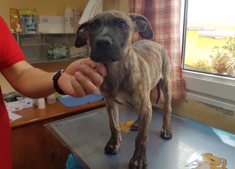 multimedia-foto58002-923-1