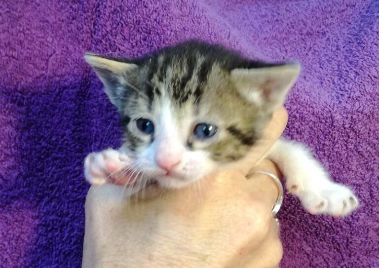 multimedia-foto58048-151-1