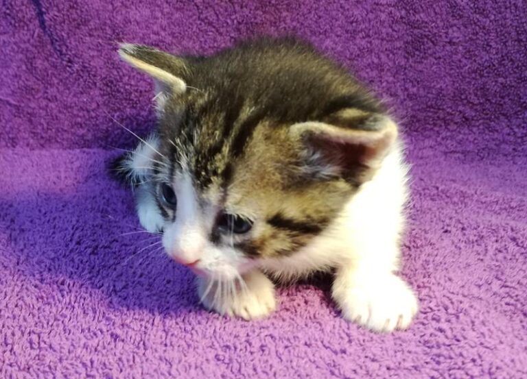 multimedia-foto58049-151-1