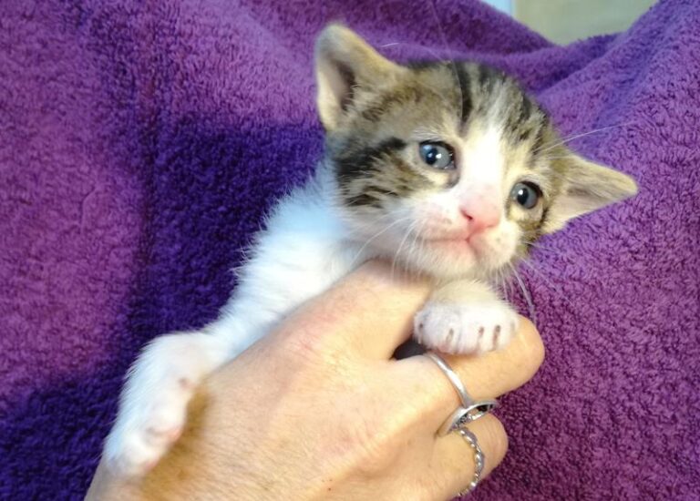 multimedia-foto58050-151-1