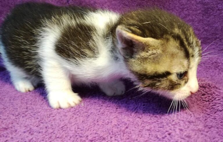 multimedia-foto58051-151-1