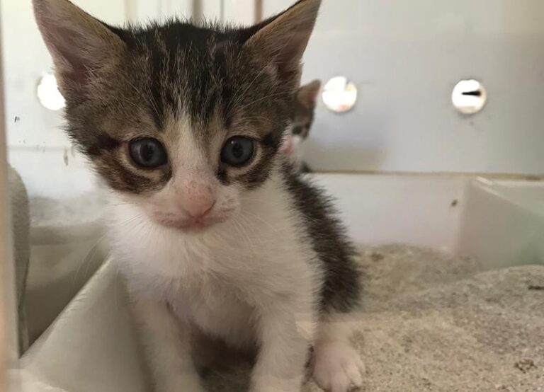 multimedia-foto58052-151-1