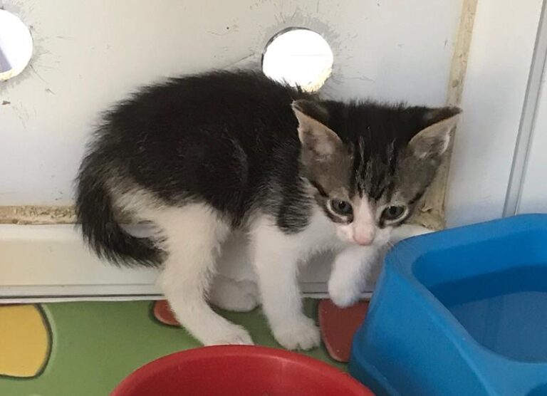 multimedia-foto58053-151-1