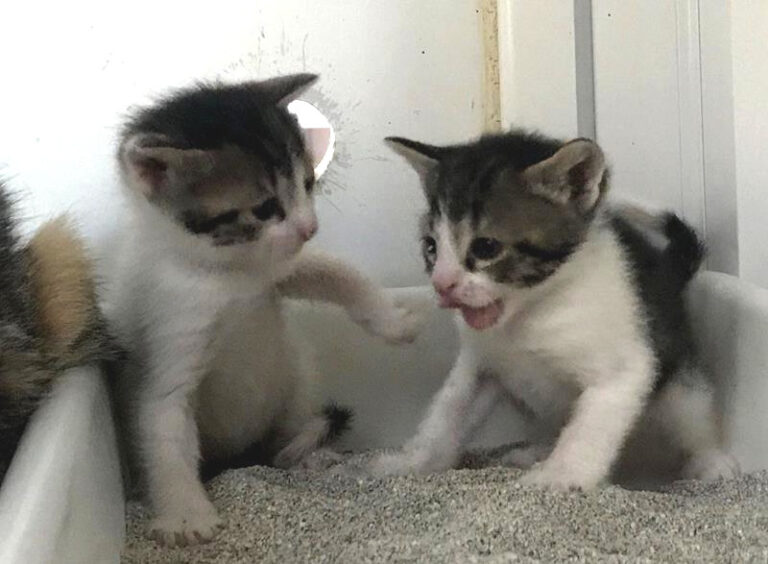 multimedia-foto58054-152-1