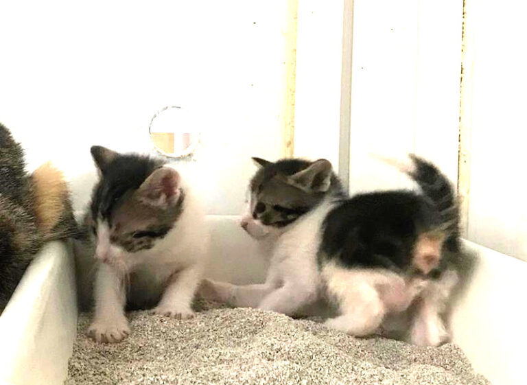 multimedia-foto58055-152-1