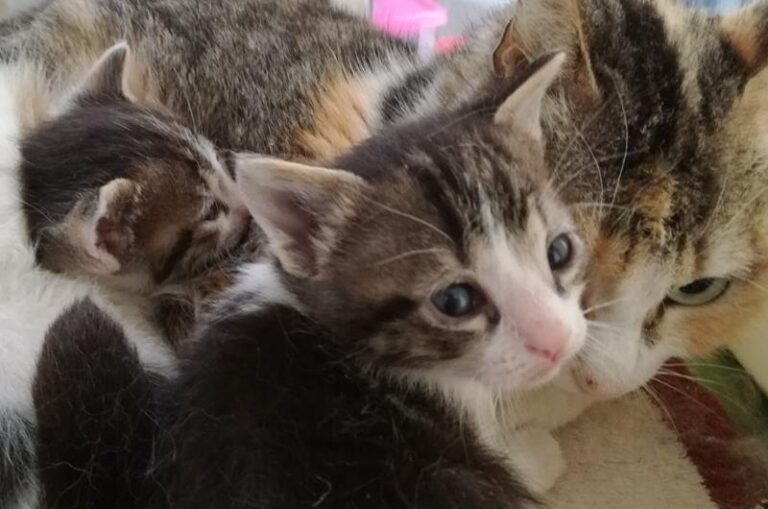 multimedia-foto58057-152-1