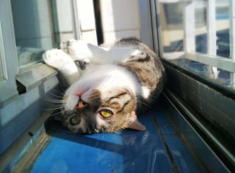 multimedia-foto58111-709-1